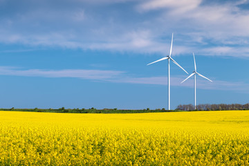 Two wind turbines in a rapeseed field with blue sky and clouds