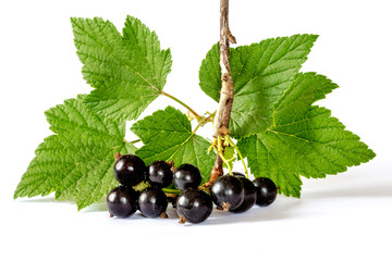 Branch of currants with fruits and leaves on a white isolated background_