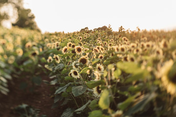 Sunflower Fields at Sunset