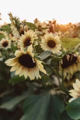 A women in her twenties with blonde hair exploring a sunflower field at sunset