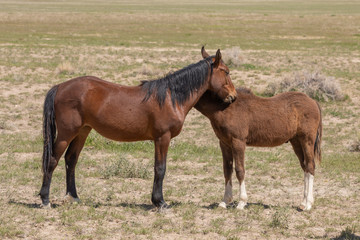 Wild Horses in Spring in the Utah Desert