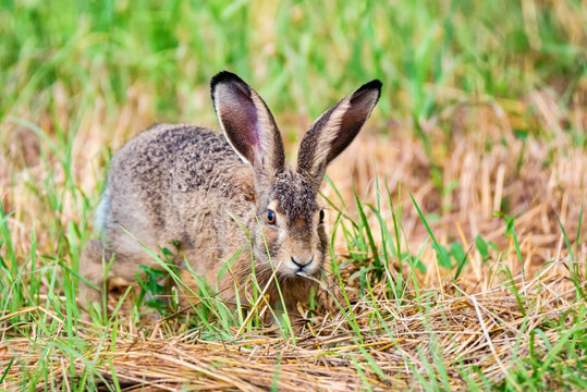 European hare or Lepus europaeus sits in a meadow