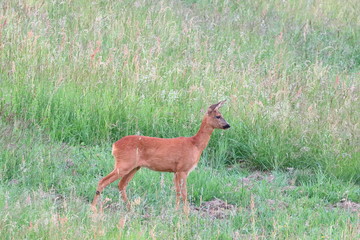 deer in wilderness