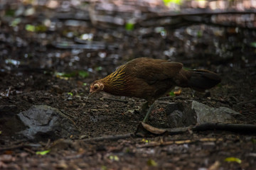 Bankivahoen, Red Junglefowl, Gallus gallus gallus