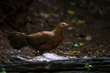 Bankivahoen, Red Junglefowl, Gallus gallus gallus