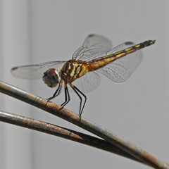 Dragonfly Perched on Metal Bar
