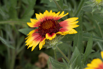 Common gaillardia or common Blanket flower (Gaillardia aristata)