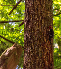 Red breasted sap sucker watching from above in the trees of a BC rainforest