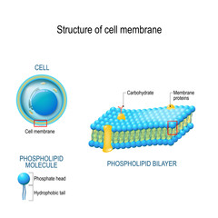 Structure of cell membrane