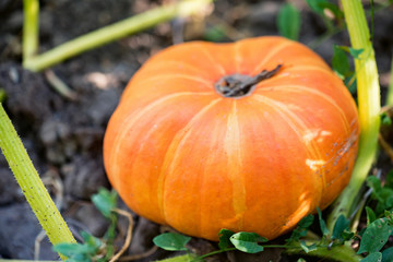 Single ripe orange pumpkin on farm ground