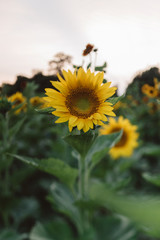 A women in her twenties with blonde hair exploring a sunflower field at sunset