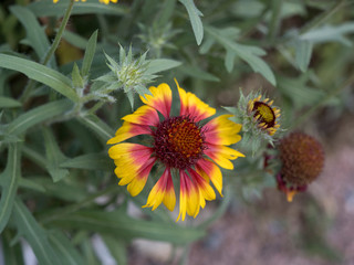 Common gaillardia or common Blanket flower (Gaillardia aristata)
