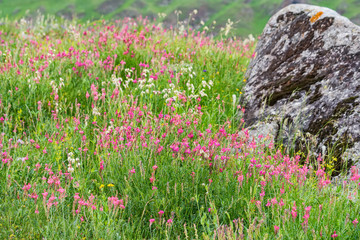 Single rock in blooming steppe close up