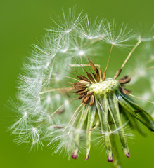 Dandelion grows in the park