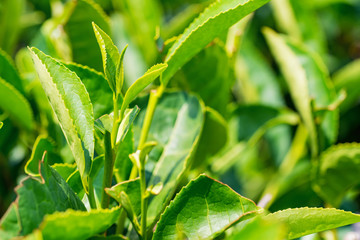 Close up green tea leaves in a tea plantation