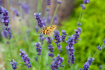 Close-up of a butterfly in lavender
