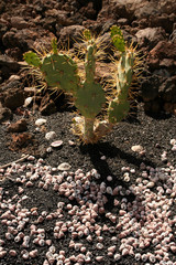 cactus and sea snails