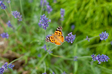 Close-up of a butterfly in lavender
