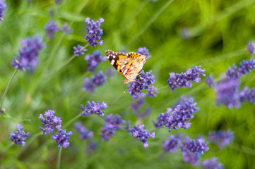 Close-up of a butterfly in lavender