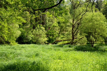 Fototapeta na wymiar Wetland on the bank of the river Vltava in South Bohemia, Czech Republic