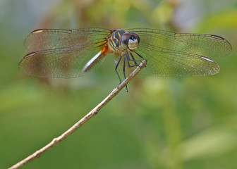 Dragonfly Perched on End of Stick