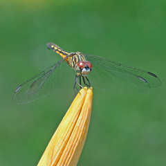Dragonfly Perched on Yellow Flower