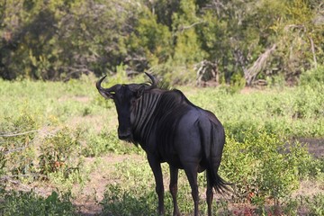 un gnou en Afrique du Sud dans la savane