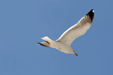 seagul at the atlantic ocean