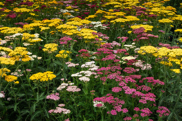 Schafgarbe © Eberhard Spaeth