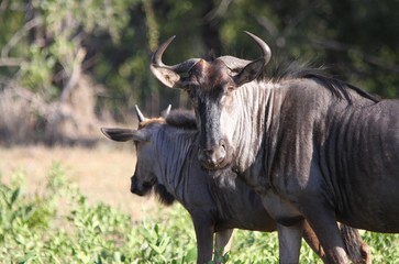 un gnou en Afrique du Sud dans la savane