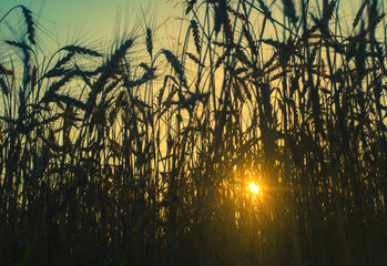 Obraz premium sunset wheat field 