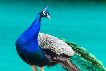 Portrait of a blue peacock in nature