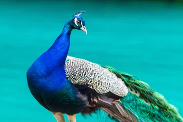 Foto op Plexiglas Portrait of a blue peacock in nature © schankz