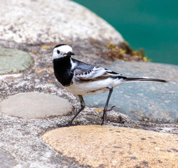 Portrait of a little bird on the stone