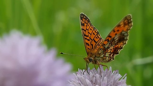 Butterfly Argynnis paphia on a pink flower field. Life of butterflies in the natural wild. 
