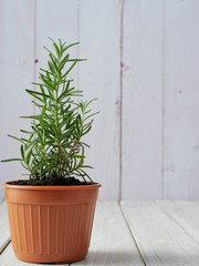 Rosemary planted in pots on a white wooden table.