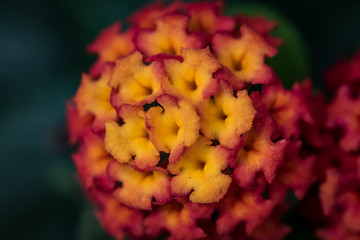 Blossom - Bl&uuml;te