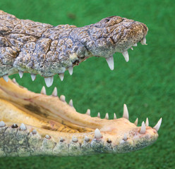 Teeth in the mouth of a crocodile