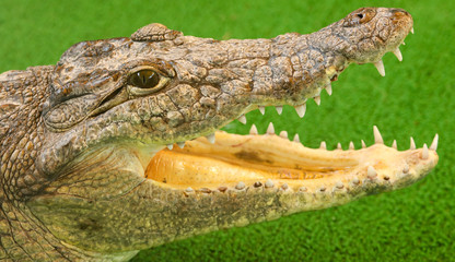 Portrait of a crocodile on a green background