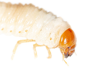 Lelome beetle on a white background