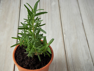 Rosemary planted in pots on a white wooden table.