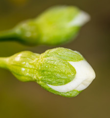 A flower on a branch of cherry