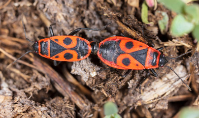 Love red beetles in the ground