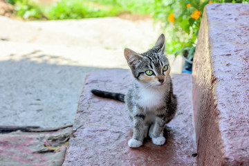 Little tabby kitten sitting  on the doorstep