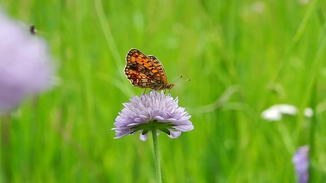 Butterfly on a flower field - macro. Life of butterflies Argynnis paphia in the natural wild. 