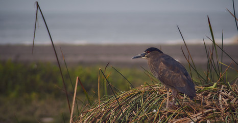 Huaraivo