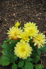yellow flowers in the garden