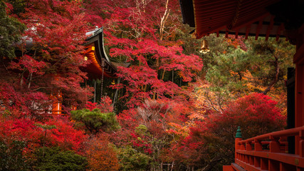 京都府 毘沙門堂 紅葉