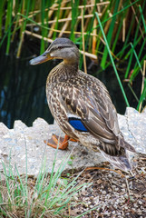 wild duck
