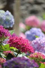 Obraz premium Hortensia